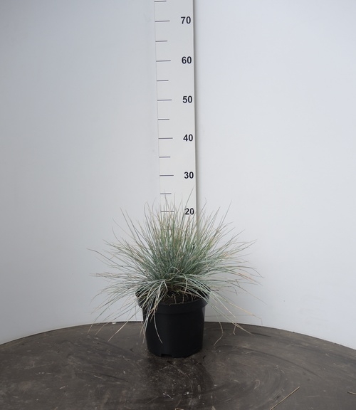 Festuca glauca Elijah Blue 