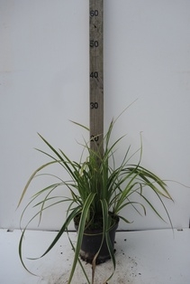 Carex morrovii Ice Dance 