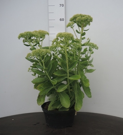 Sedum telephium Herbstfreude