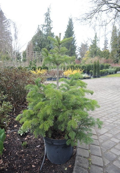 Abies alba 