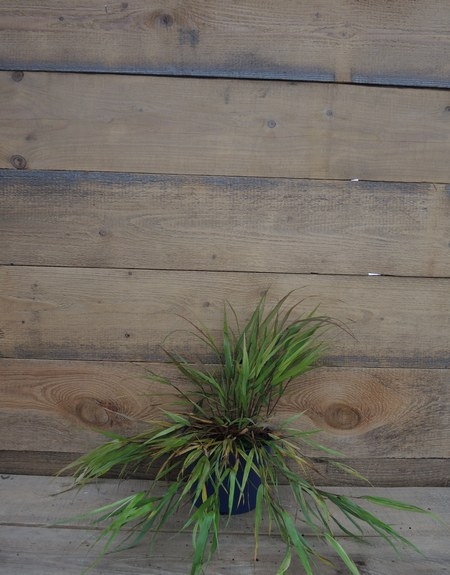Hakonechloa macra Beni Kaze 