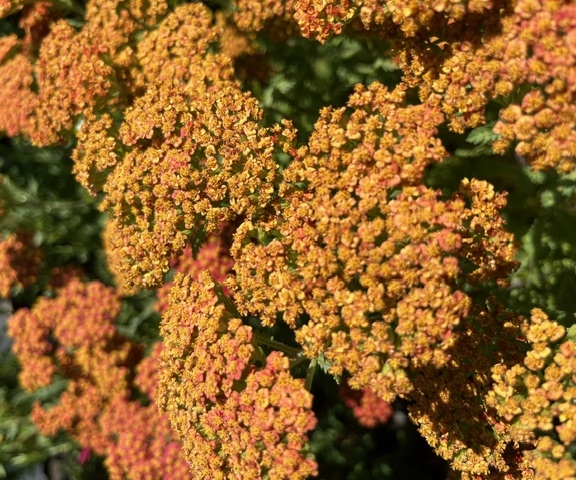 Achillea millefolium Safran