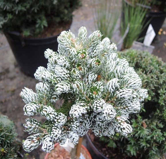 Abies koreana Kohout's Icebreaker