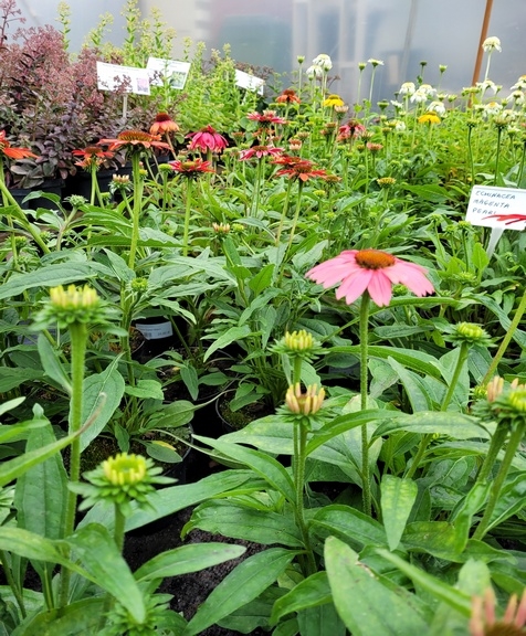Echinacea w odmianach 