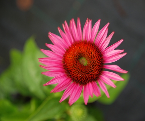 Echinacea w odmianach 