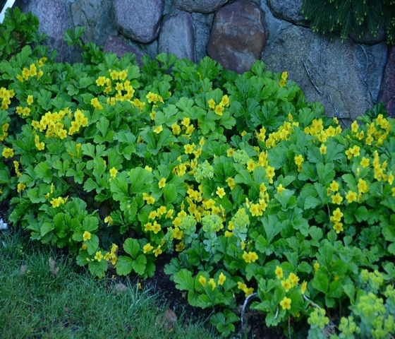 Waldsteinia ternata 