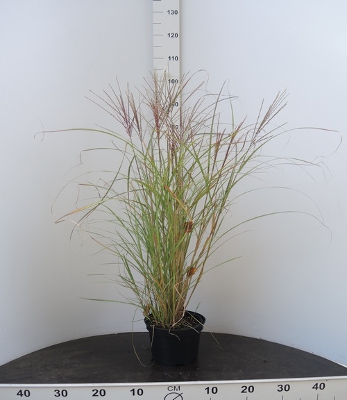 Miscanthus sinensis Kleine Silberspinne 
