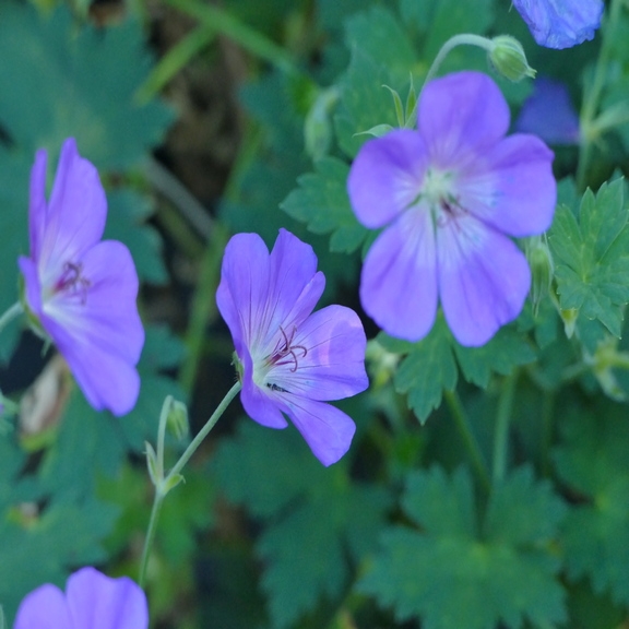 Geranium Rozanne 