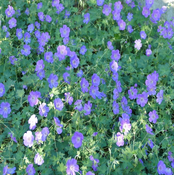Geranium Rozanne 