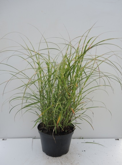 Miscanthus sinensis Little Zebra 