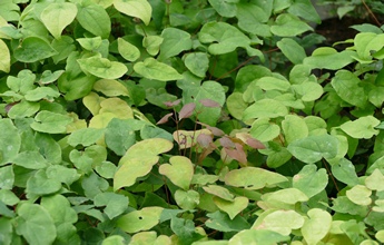 Epimedium grandiflorum 