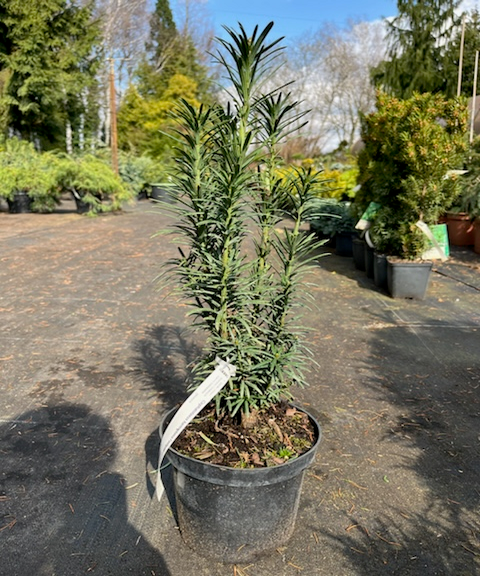 Cephalotaxus harringtonia Fastigiata