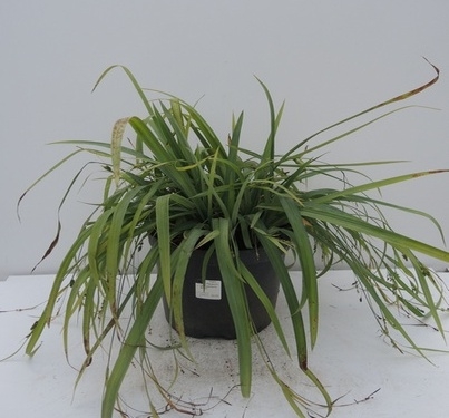 Carex laxiculmis Bunny Blue 