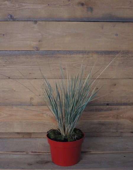 Helictotrichon sempervirens Saphirsprudel