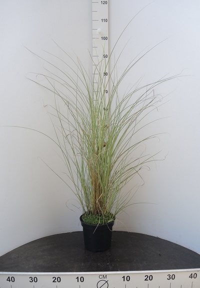 Miscanthus sinensis Morning Lights 