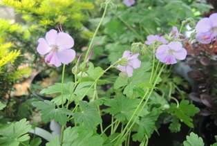 Geranium cantabrigiense Karmina 