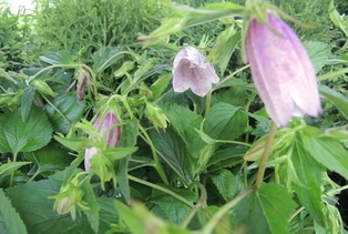 Campanula Elizabeth 