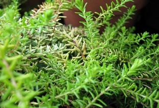 Empetrum nigrum