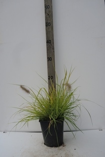 Pennisetum alopecuroides Hameln Gold