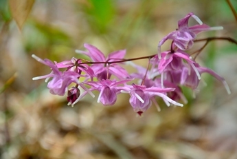 Epimedium grandiflorum Purple Pixie 