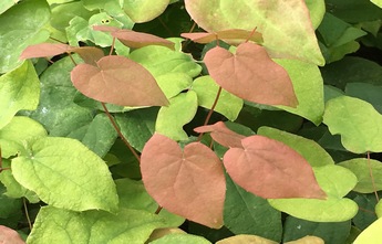 Epimedium grandiflorum Purple Pixie 