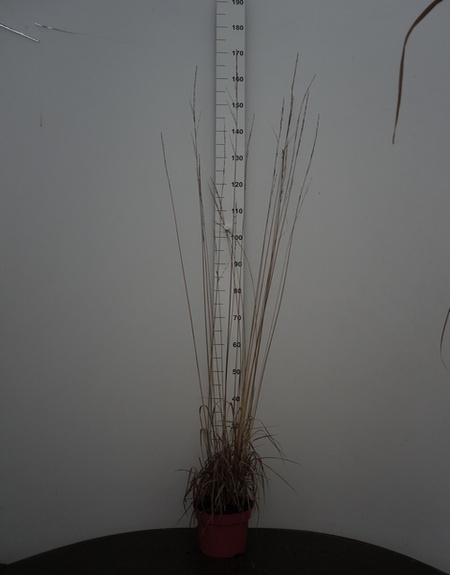 Molinia arundinacea Black Arrow