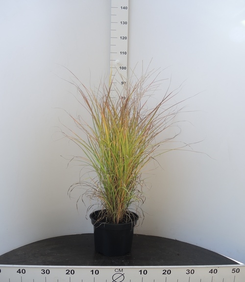 Miscanthus sinensis Little Miss 