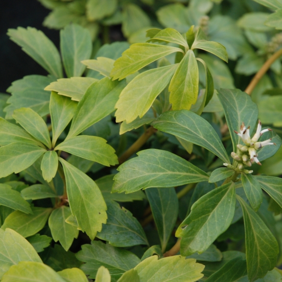 Pachysandra terminalis Green Carpet 