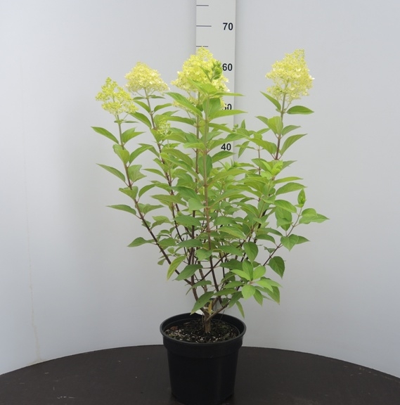 Hydrangea paniculata Limelight