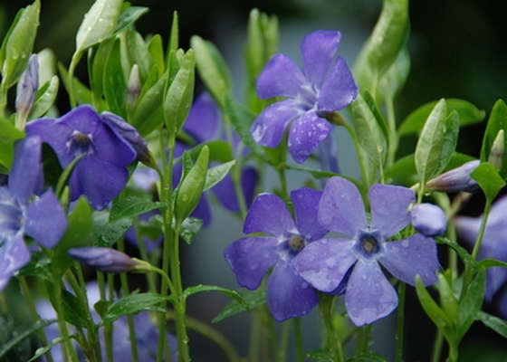 Vinca minor 