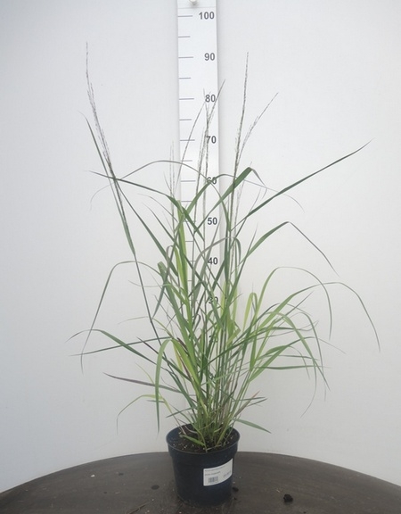 Panicum virgatum Squaw Select