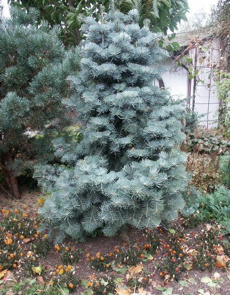 Abies concolor Argentea