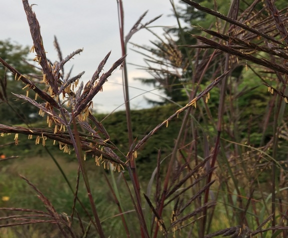 Andropogon gerardii Vampires Breath