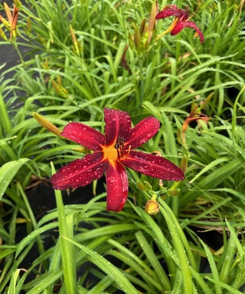 Hemerocallis Crimson Pirate