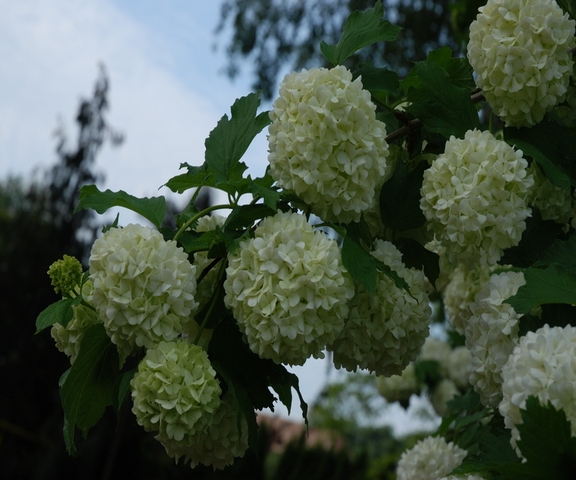 Viburnum opulus Roseum