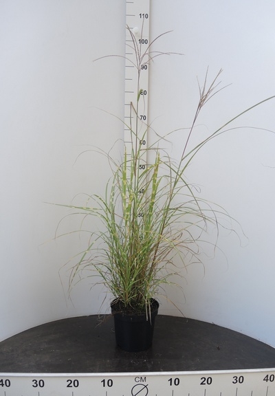 Miscanthus sinensis Little Zebra 